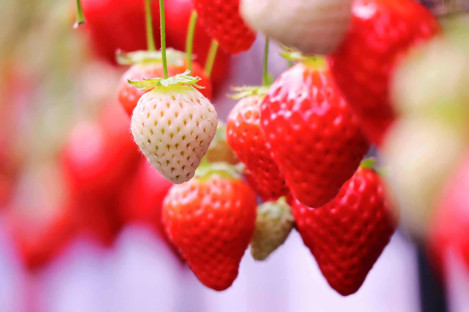 南河内いちごダービー