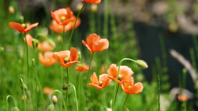 ナガミヒナゲシImage 02