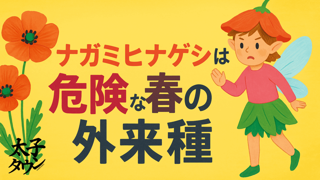 ナガミヒナゲシは危険な春の外来種