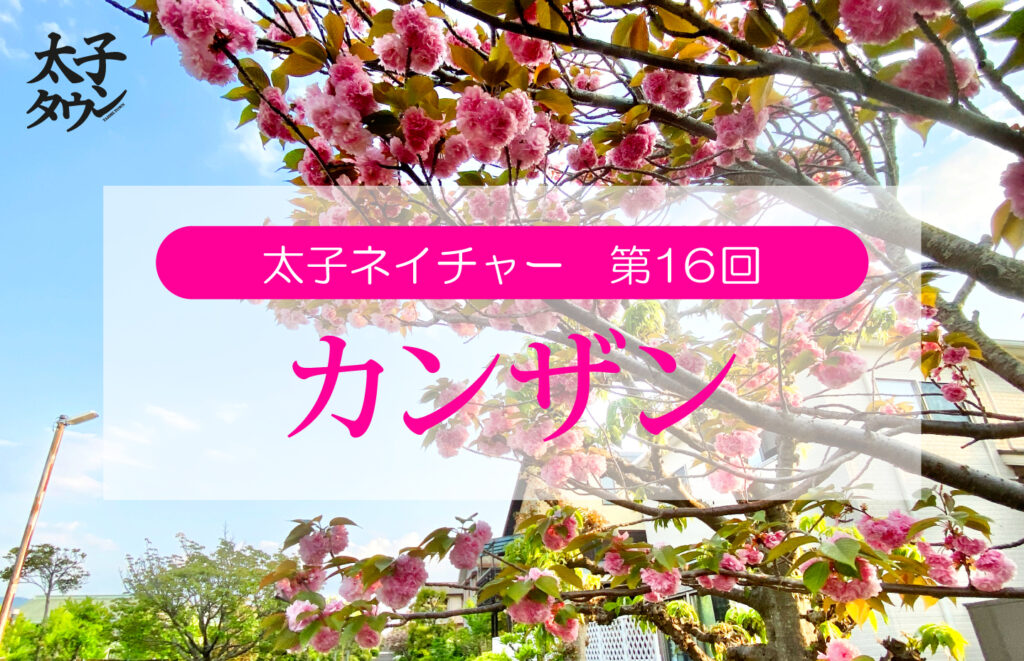 太子ネイチャー第16回カンザン
