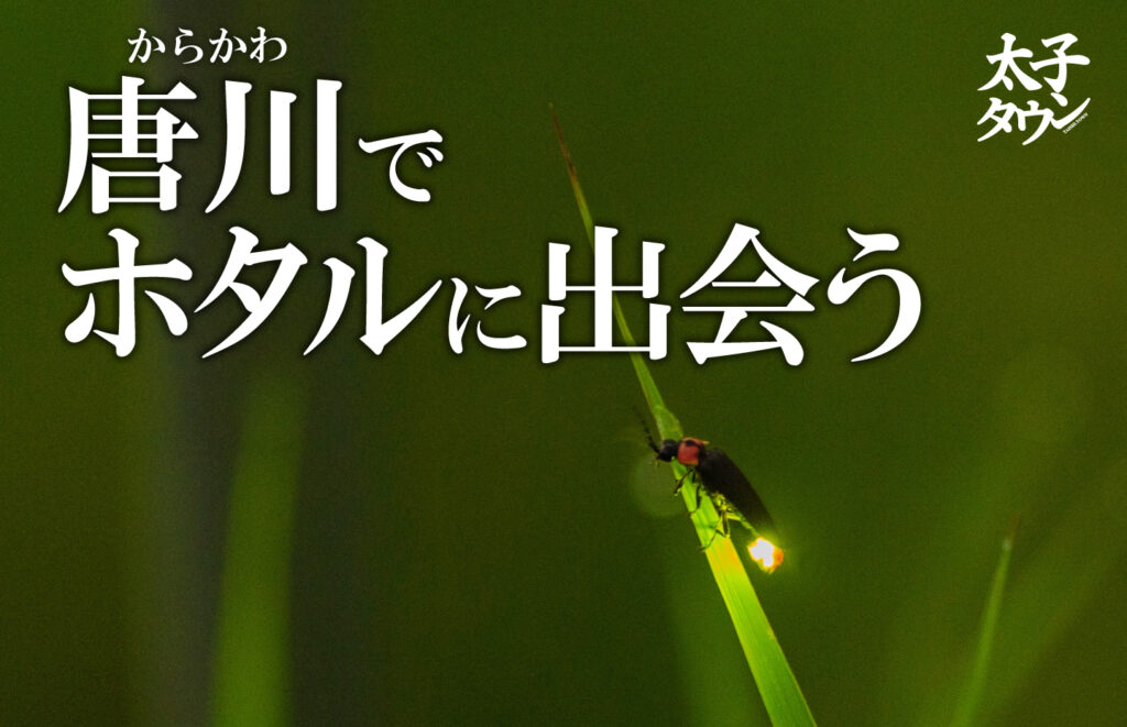 【太子町山田】唐川（からかわ）でホタルに出会う