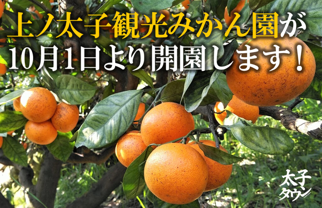 【太子町春日】上ノ太子観光みかん園が10月1日より開園します！