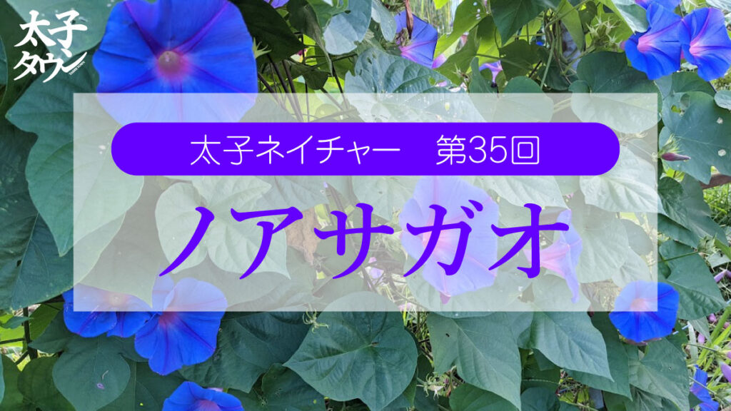 太子ネイチャー第35回ノアサガオ